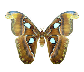 Atlas moth or Attacus atlas is a large butterfly