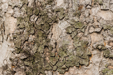 Old Bark Tree texture background, Brown Tree trunk