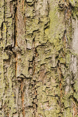 Old Bark Tree texture background, Brown Tree trunk