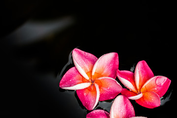 Plumeria flower in garden closeup view background