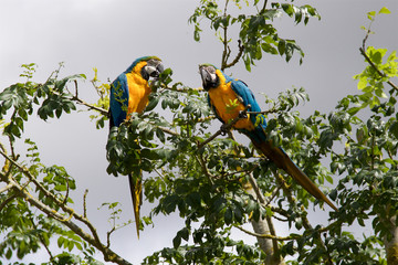 Obraz premium A pair of Blue and Yellow Macaws, Ara ararauna, flying free at the Zoo.