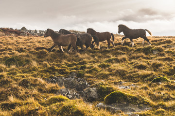 Wild ponies in the countryside after the rain