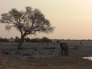 Etosha NP 1
