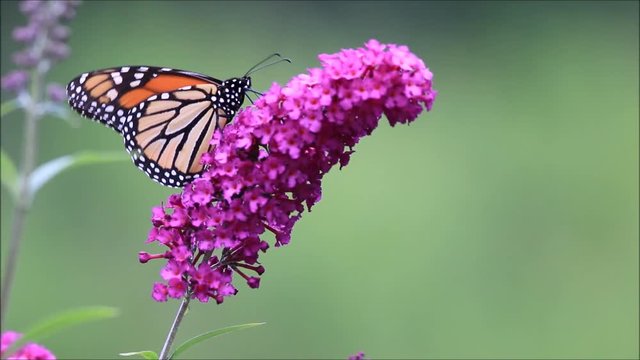 Monarch Butterfly (Danaus Plexippus) climbs to top of purple butterfly bush flowers
