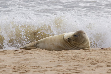 Naklejka premium A Grey Seal, Halichoerus grypus, relaxing on the beach.