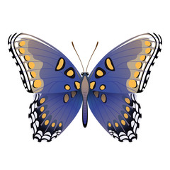 Векторный рисунок яркая синяя бабочка