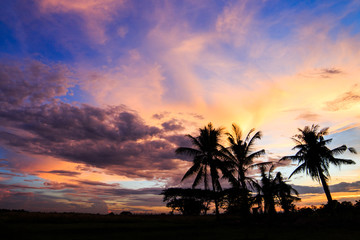 Fototapeta na wymiar Silhouetted of coconut tree during sunrise