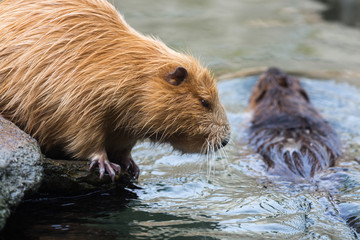 Pair of nutrias (Myocastor coypus, beaver rats) sitting and swimming