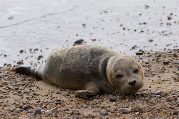 A Common or Harbour Seal pup, Phoca vitulina, resting on the sandy beach. © David Martin
