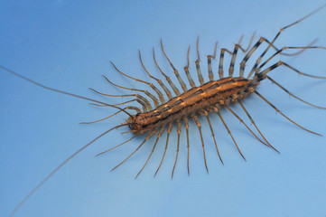 Giant centipede in the house. Emetophobia, afraid of the big bugs. Insectophobia, giant bug in the house