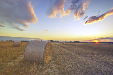 Straw bales in the field after the harvest