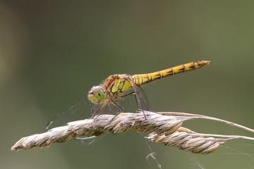 Common Darter dragonfly, Sympetrum striolatum, on a seed head.