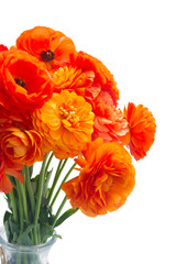 Orange ranunculus fresh blooming flowers bouquet isolated on white background