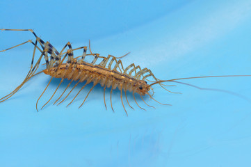 Giant centipede in the house. Emetophobia, afraid of the big bugs. Insectophobia, giant bug in the house