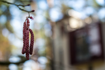 Spring earrings on trees background