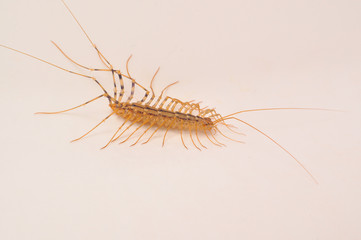 Giant centipede in the house. Emetophobia, afraid of the big bugs. Insectophobia, giant bug in the house