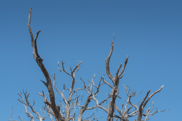 Gnarly Branches of Tree on Clear Blue Sky