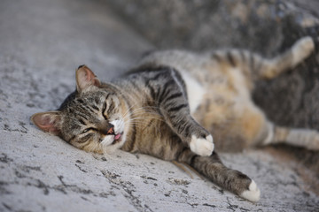 酔っ払ったような猫