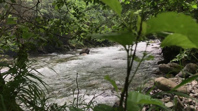  fast flowing river (firtina deresi )  forest and mountain, from rize turkey