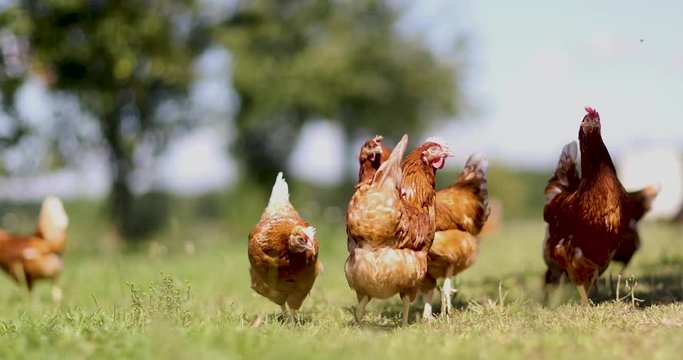 chicken on traditional free range poultry