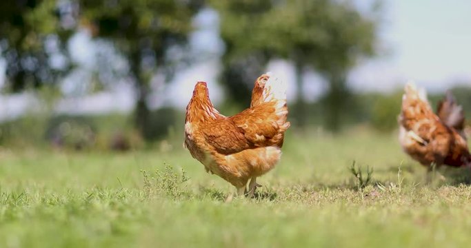 chicken on traditional free range poultry