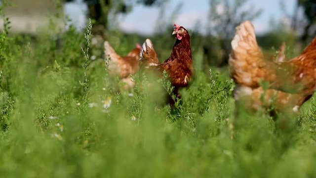 chicken on traditional free range poultry
