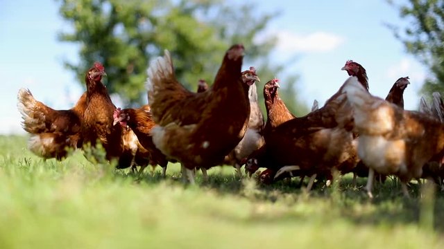 chicken on traditional free range poultry