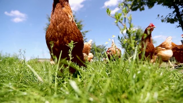 chicken on traditional free range poultry