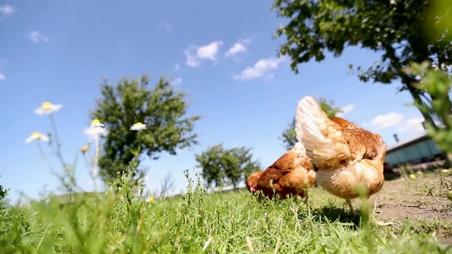 chicken on traditional free range poultry