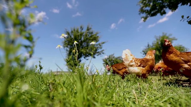 chicken on traditional free range poultry