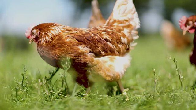 chicken on traditional free range poultry