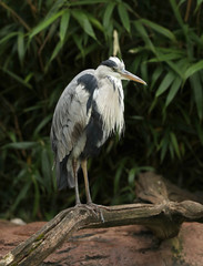 Portrait of a wild Grey Heron