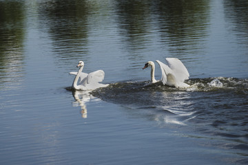 Two white swans on the lake.