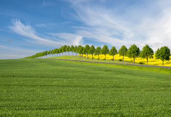 Green field in spring