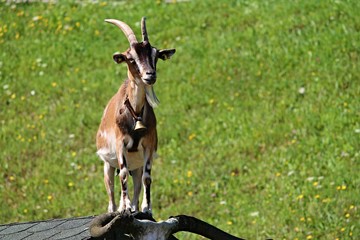 Ziege auf dem Dach einer Hütte