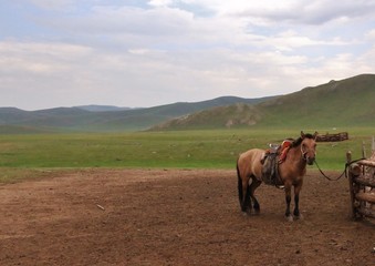 Chevaux sauvages en Mongolie