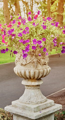 Beautiful flowers in a large stone pot against the background of a summer park.