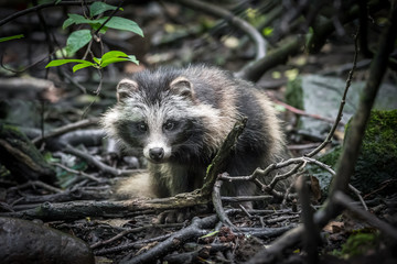 Naklejka premium Raccoon dog