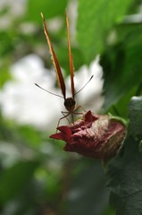 Schmetterling