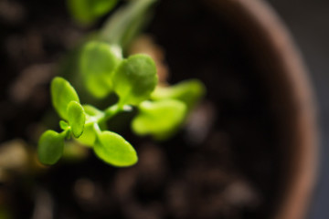 A small sprout in a pot