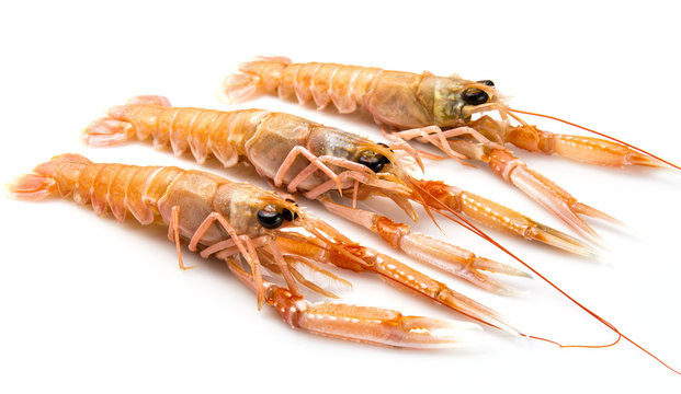 Cigalas