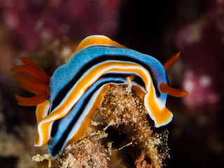 colorful nudibranch on the hard coral