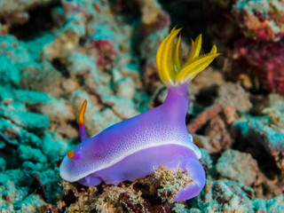 purple nudibranch