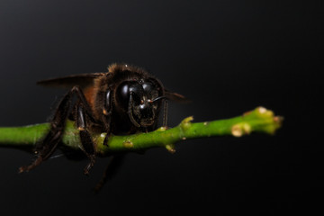 Close up macro stingless female Apis Mellifera or honey bee stays on leaf isolated on black or dark background