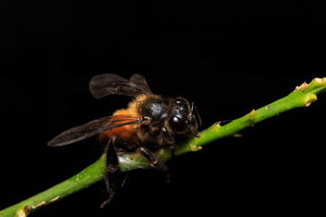 Close up macro stingless female Apis Mellifera or honey bee stays on leaf isolated on black or dark background