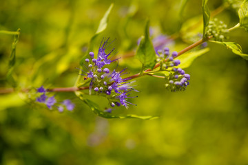 Blooming shrub detail
