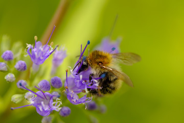 Polluting bee detail