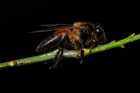 Close up macro stingless female Apis Mellifera or honey bee stays on leaf isolated on black or dark background