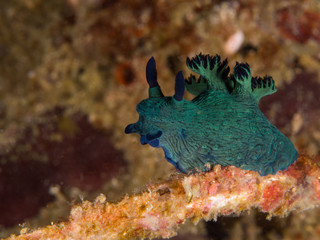 green nudibranch walk on the sea whip