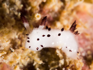 white nudibranch, look like rabbit